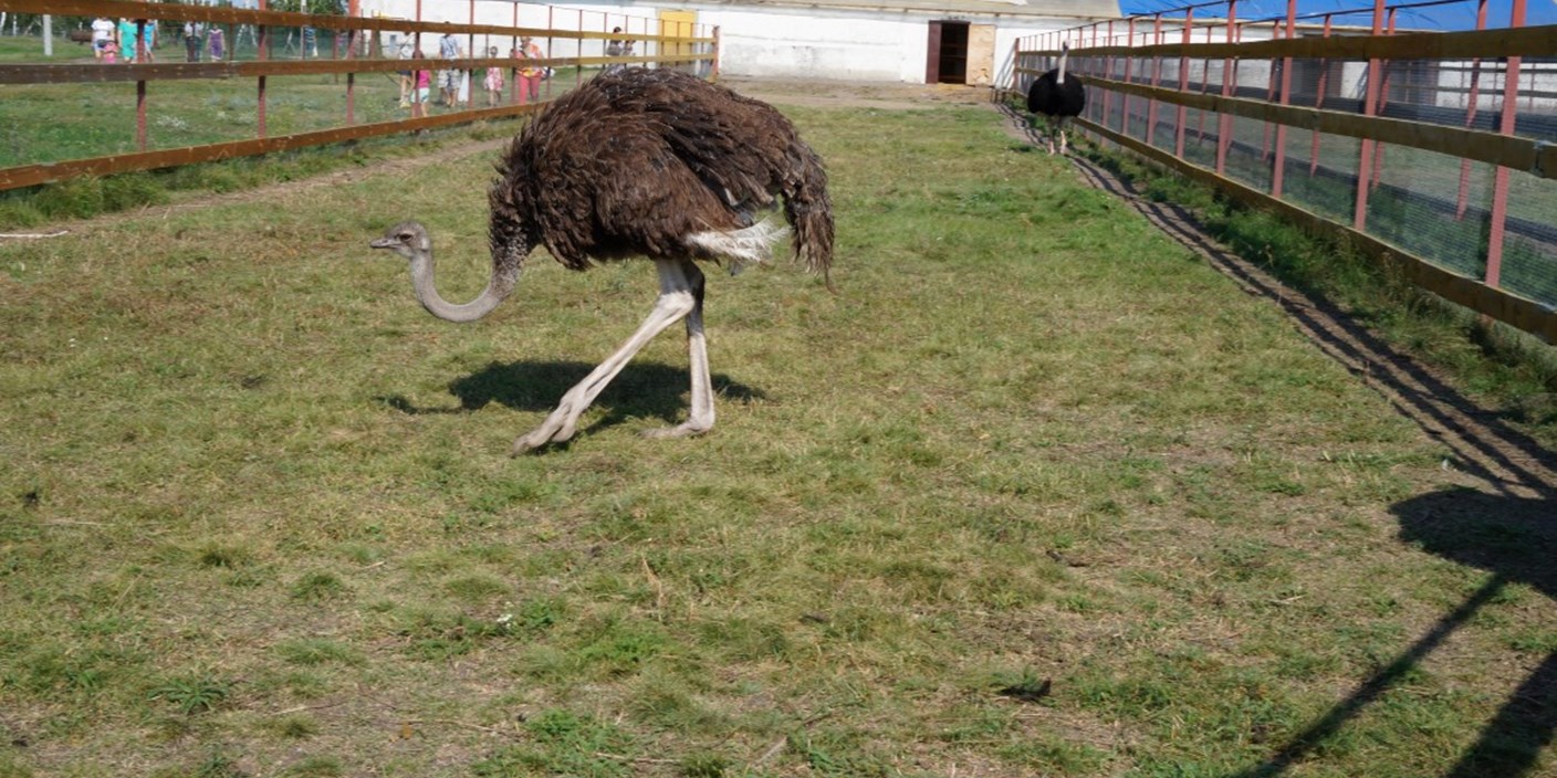 Омск. Поездка на страусиную ферму