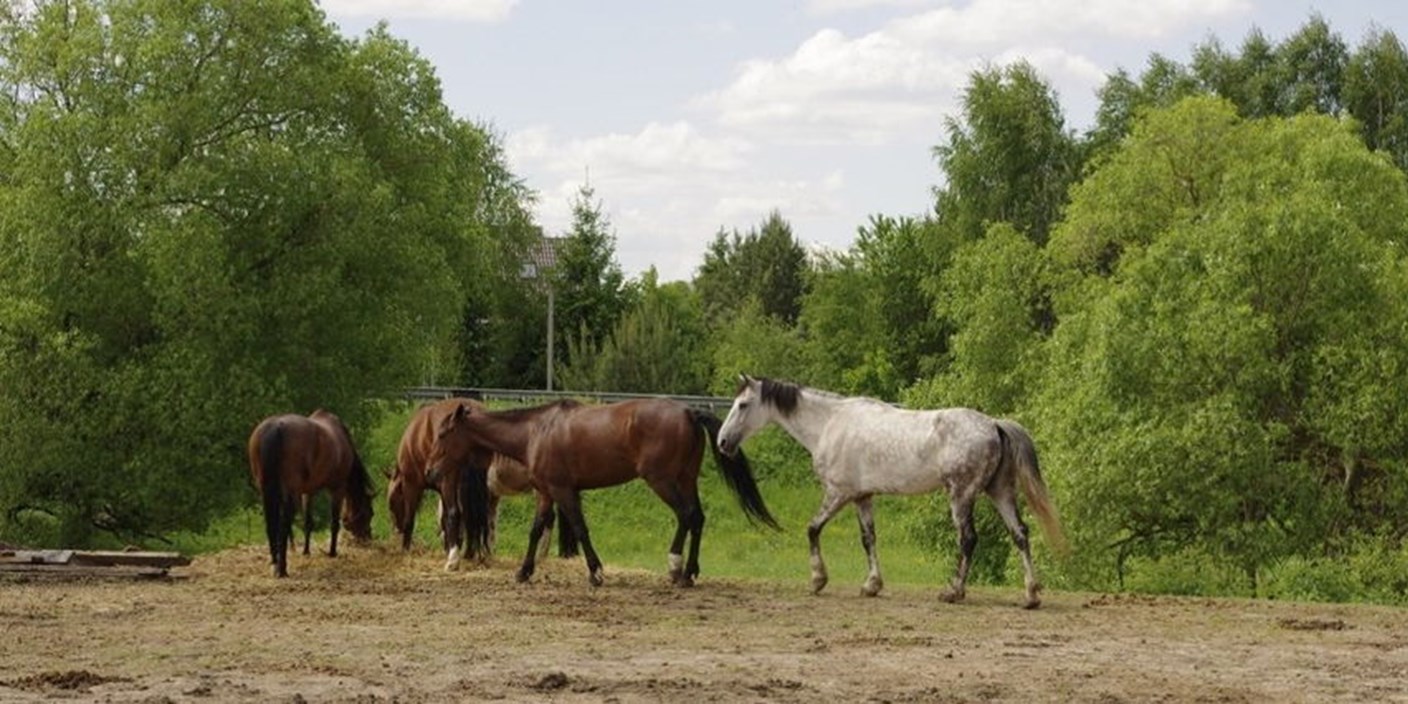 Приглашение в поездку в конный клуб «Орловский» (26 июля)